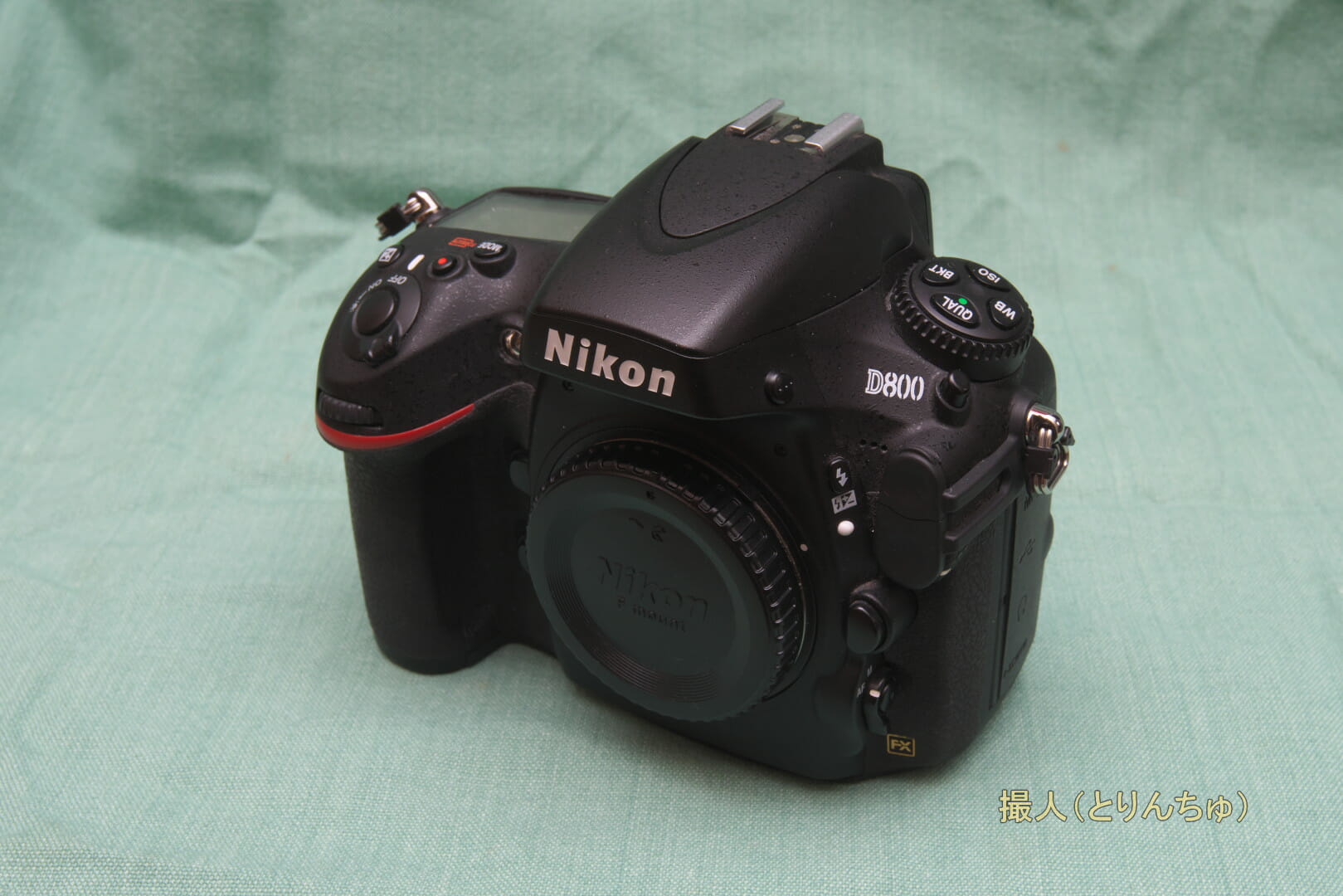 Nikon D800 | 撮人（とりんちゅ）